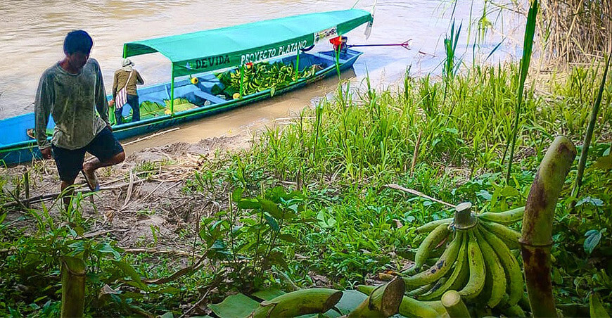 Comunidades asháninkas proyectan cosecha de más de 6200 toneladas de plátano Vraem Devida Perú
