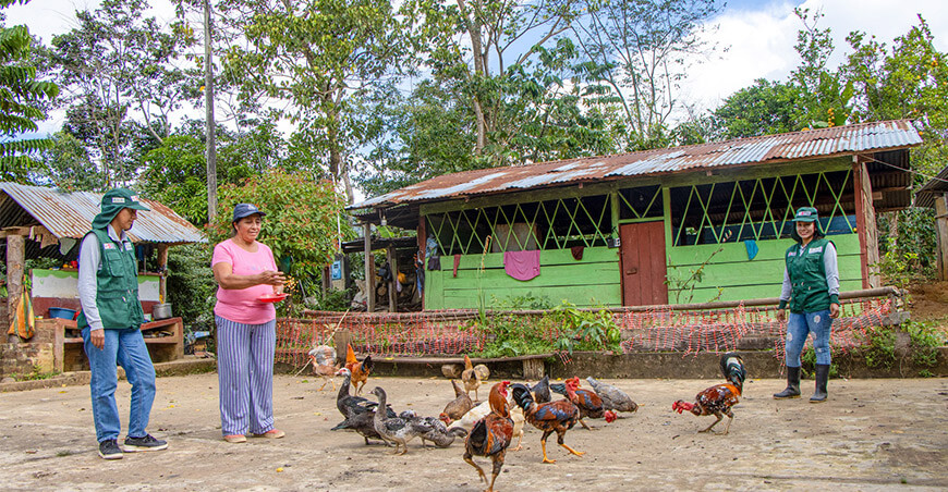 Provraem crianza aves domésticas Satipo Junín Perú 