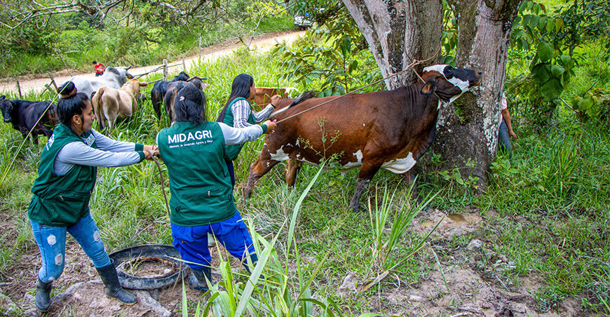 Provraem ganado vacuno Satipo Junín Perú