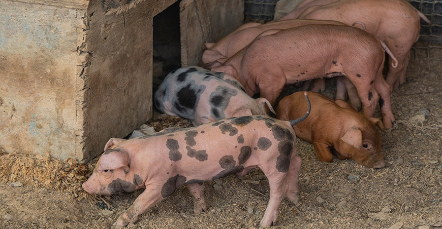 Registran nacimiento de lechones mediante inseminación artificial Tacna Perú 