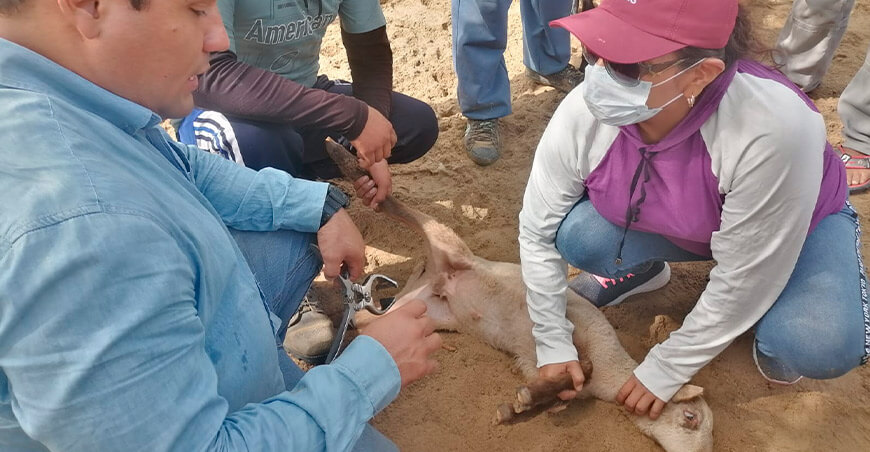 Productores de Sechura reciben capacitación en manejo reproductivo de ovinos y caprinos Piura Perú