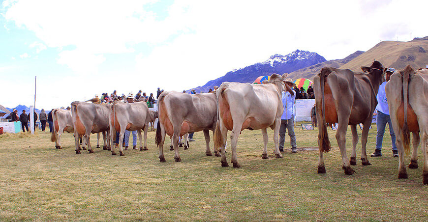 Feria Nacional Agropecuaria, Agroindustrial y Artesanal – Exposición y Remate de Ganado para Camal y Reproducción de Santa Rosa FEGASAR Puno Perú