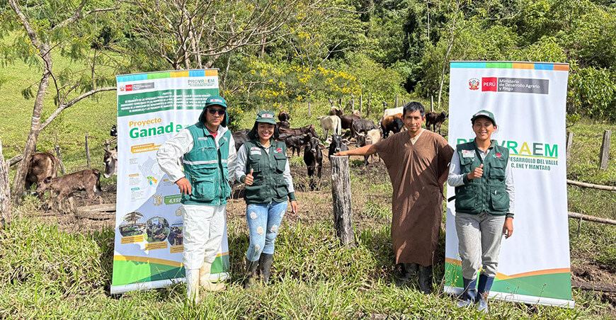 Realizan jornada de vacunación para prevenir la rabia bovina en Chuquibambilla Pangoa Junín Perú 