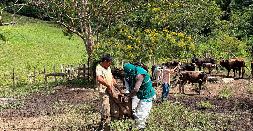Realizan jornada de vacunación para prevenir la rabia bovina en Chuquibambilla Pango Junín