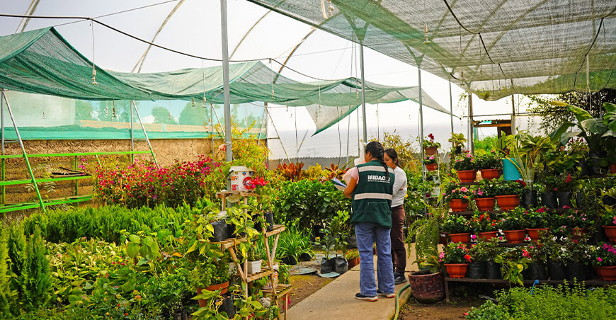 Serfor impulsa autorización de centros de propagación de especies ornamentales Junín Perú
