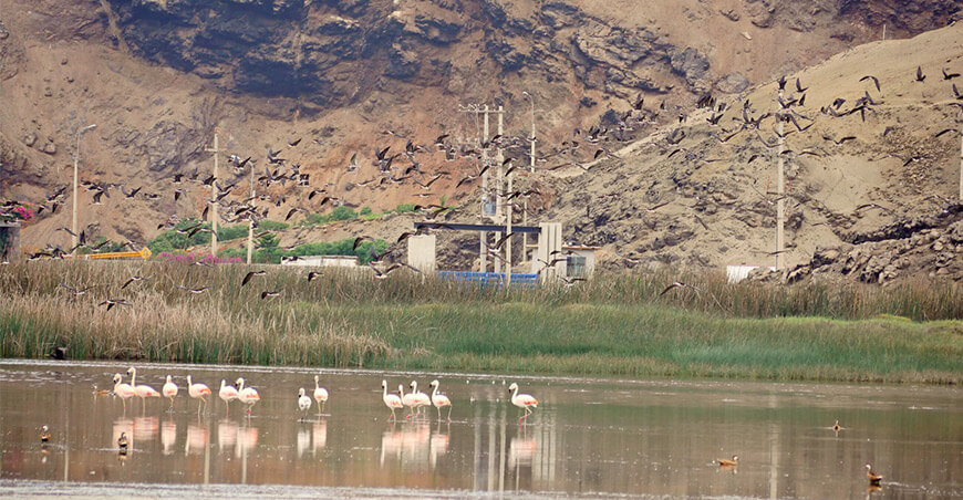 Serfor fortalece lineamientos para la protección y gestión sostenible de los ecosistemas frágiles del Perú