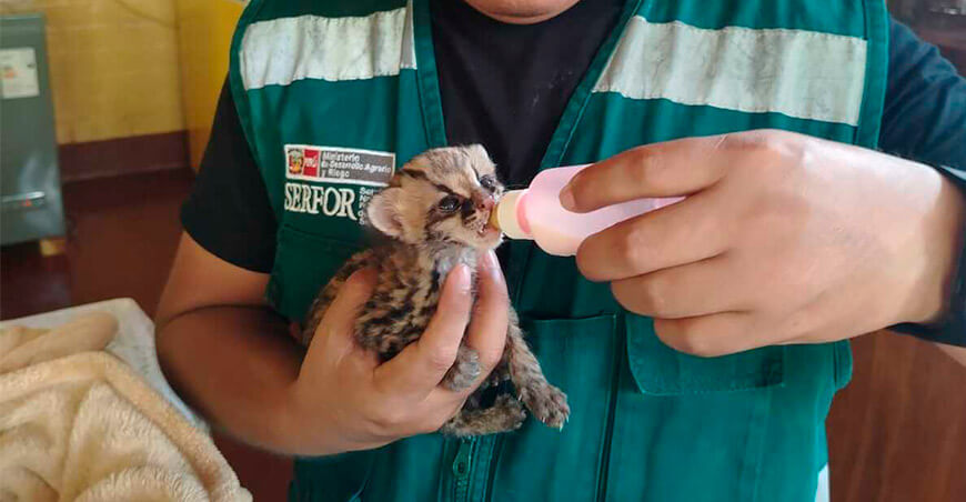 Recuperan cría de tigrillo hallada en una chacra de café en Pangoa Junín Perú