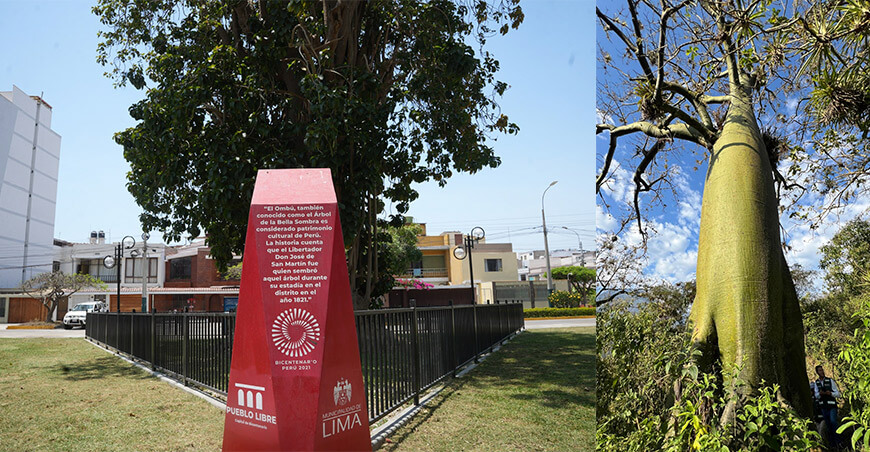 Serfor presenta Registro Oficial de Árboles Patrimoniales del Perú