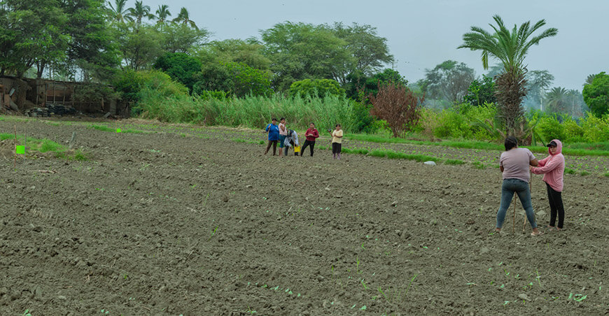 Productoras de Bellavista implementan trampas ecológicas para proteger cultivos de frijol caupí Piura Perú