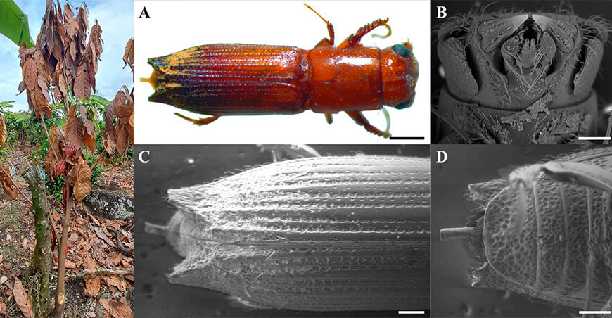 UNTRM identificó por primera vez insectos barrenadores que afectan plantas de cacao en Amazonas