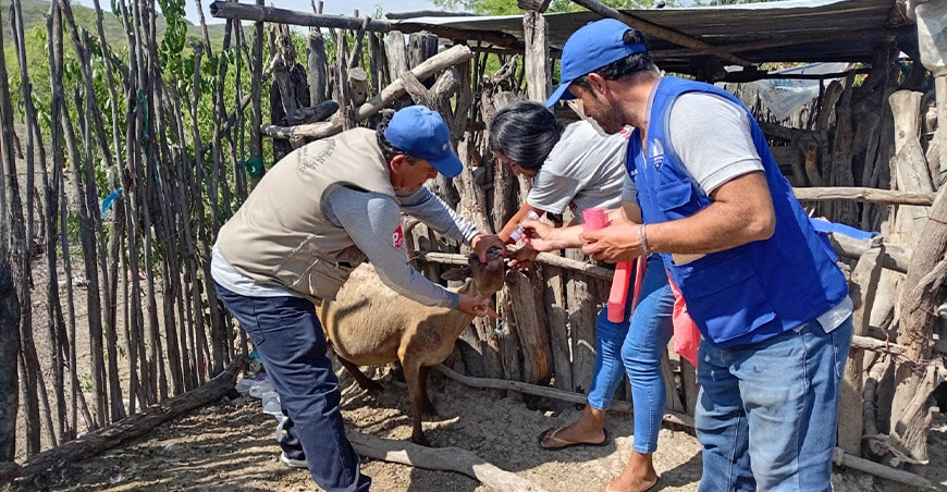 Desparasitan ovinos y caprinos para mejorar productividad ganadera en Las Lomas Piura Perú