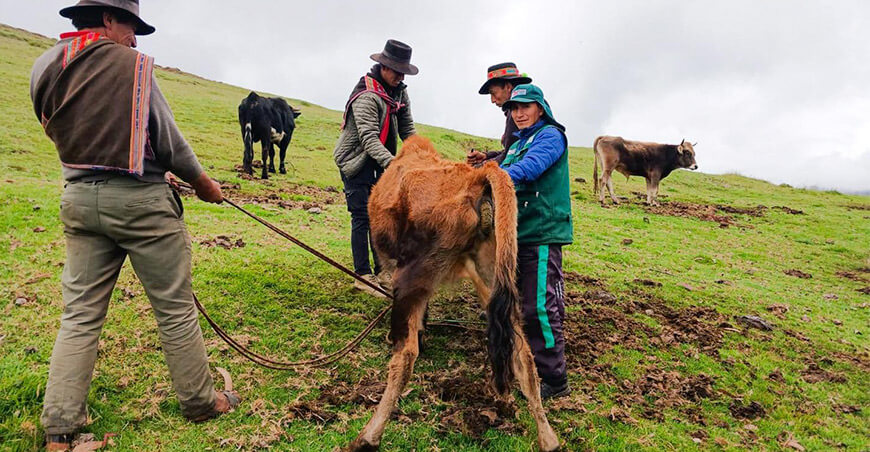 ganado vacuno sanidad Provraem Ayacucho Perú
