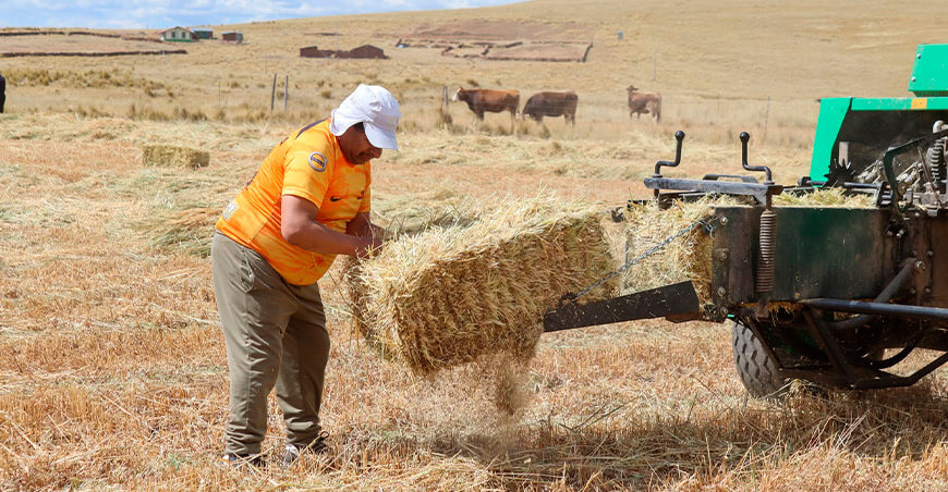 elaboración de pacas de avena en Ajoyani Puno Perú