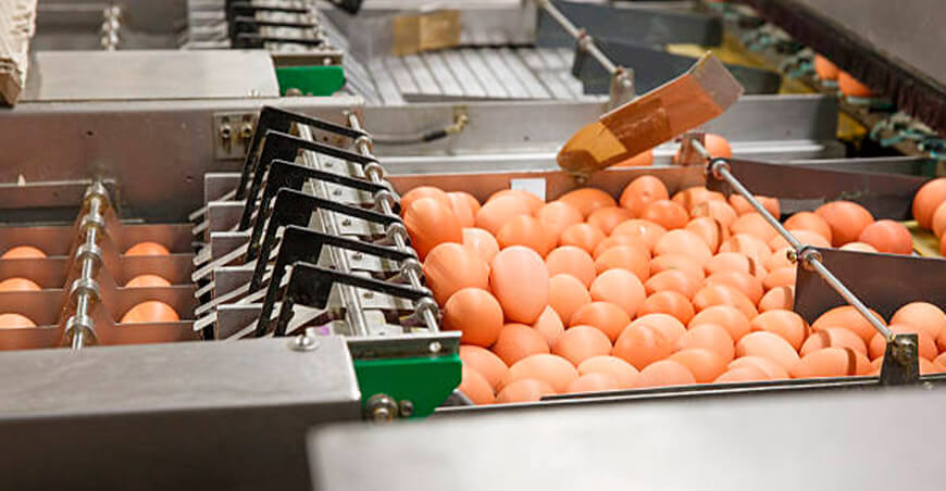 Senasa aprobó requisitos sanitarios para importar huevos libres de patógenos desde Irlanda