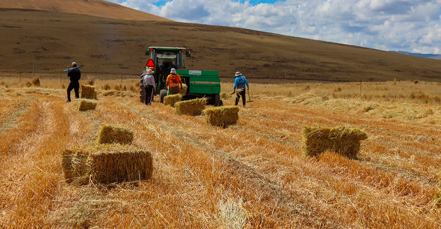 elaboración de pacas de avena en Ajoyani Puno Perú