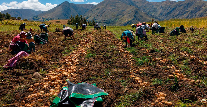 Agricultura Familiar productores cosecha papa Huancavelica Perú
