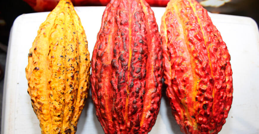 Perú exportación cacao peruano