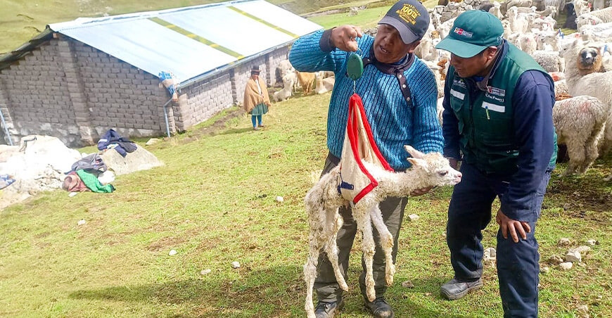 Agro Rural brindó más de 6700 asistencias técnicas para mejorar la genética de alpacas alpaqueros Arequipa Perú