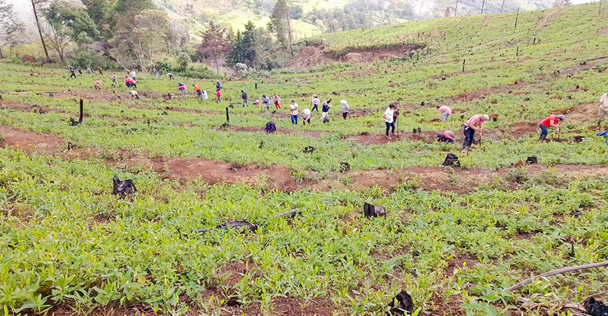 Impulsan provisión hídrica y recuperación de bosques andinos en Piura Perú Agro Rural