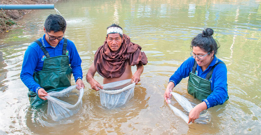 Comunidad asháninka de Otari Nativos recibe 2 millares de alevinos de paco Pichari Cusco Perú
