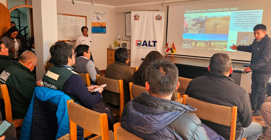 Falta de presupuesto pone en riesgo la conservación del suri en el altiplano peruano