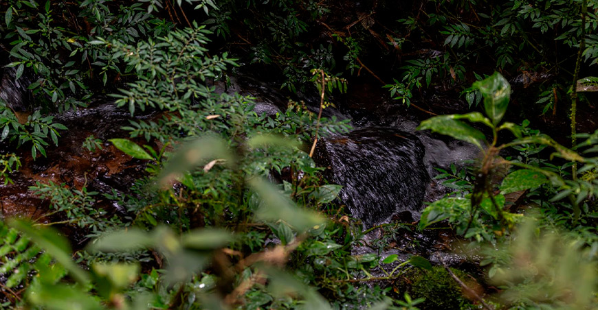  Área de Conservación Regional Chontabamba-Huancabamba contribuirá a la conservación de las Yungas peruanas Pasco Perú