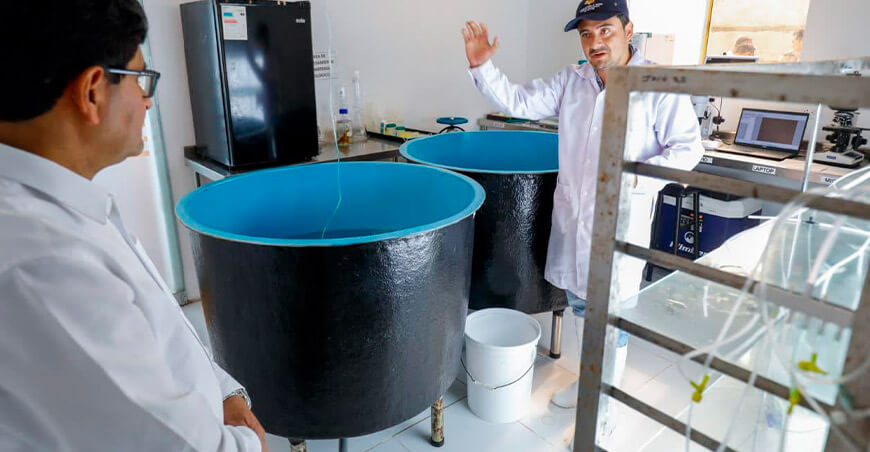 Arequipa cuenta con el primer laboratorio del Perú para reproducir especies marinas
