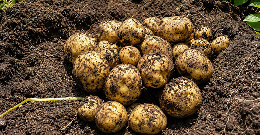 Asociación de Productores Agrarios Churacan, del distrito de San Rafael, provincia de Ambo, región Huánuco, comercializó directamente más de seis toneladas de papa amarilla Tumbay Perú