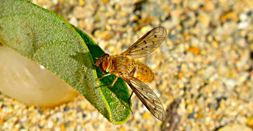 aprovechamiento sostenible de la biodiversidad peruana al disponer la prepublicación de la propuesta de la Hoja de Ruta de Bioeconomía para el Perú