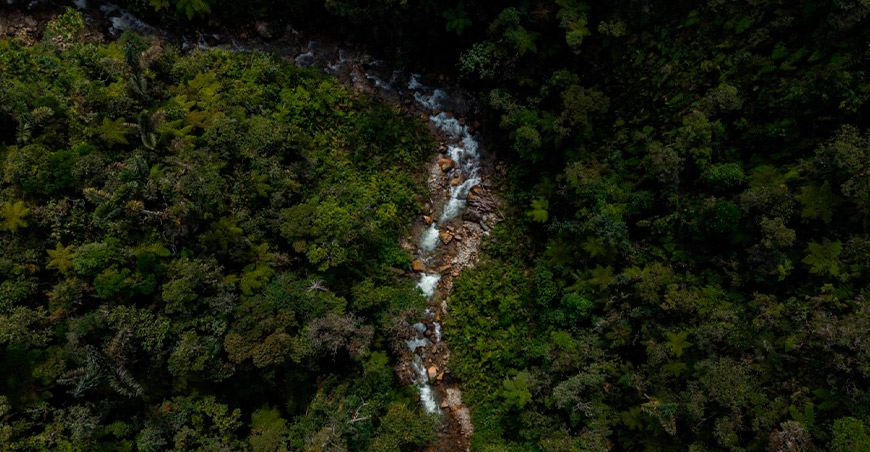 Exigen proteger los bosques de Oxapampa ante el riesgo de perder agua y biodiversidad Perú