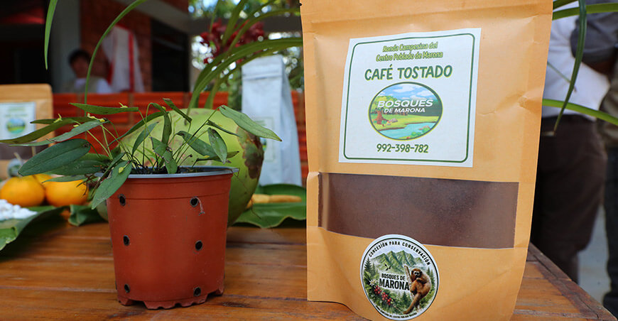 Impulsan café amazónico que conserva más de 260 hectáreas de bosque y genera oportunidades para familias Cafetín Morona San Martín Perú