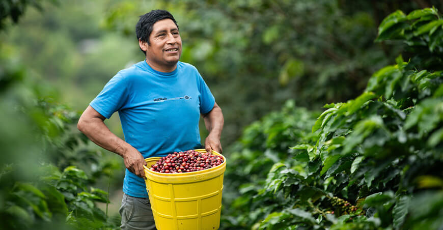 Productor Miguel Lapa Gutiérrez de Anchihuay Ayacucho apuesta por cafés especiales y valor agregado para conquistar nuevos mercados Devida Perú
