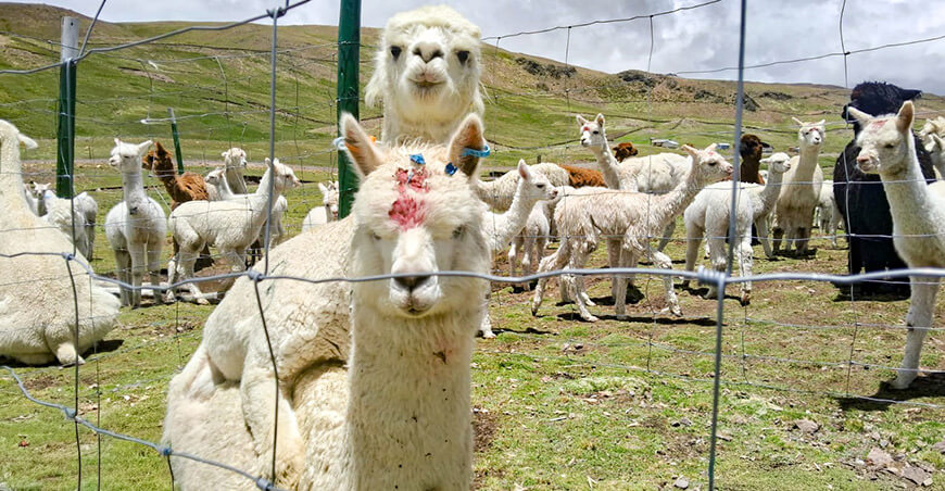 Campaña empadre alpacas Puno Perú Agro Rural