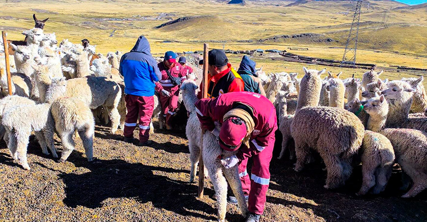 Inician campaña de atención sanitaria para proteger alpacas en Espinar Cusco Perú