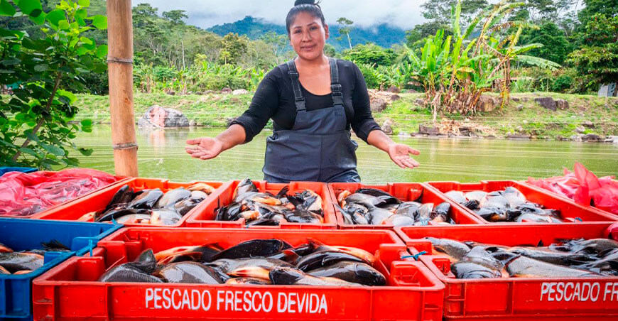 Piscicultora Carmen Ayala lleva el paco del Vraem a mercados nacionales Devida Perú