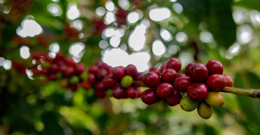 Cemcavir productoras de café de Villa Rica asistida por Devida amplía su acceso al mercado europeo café peruano 