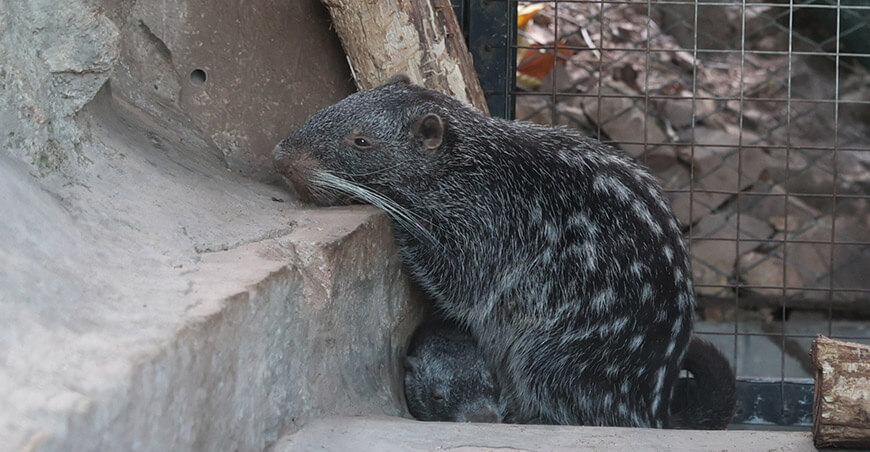 Junín se consolida como destino para conocer y proteger la fauna silvestre del Perú Osinfor