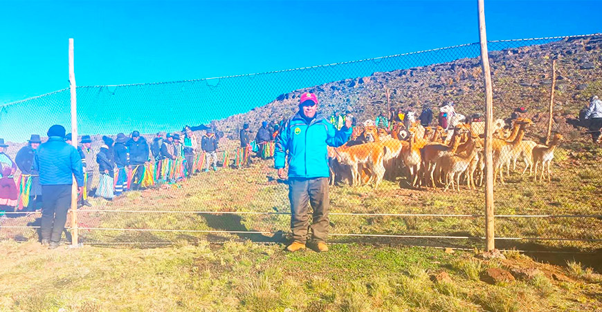 Recolectan 354.7 kilos de fibra de vicuña en el inicio del chaccu Ayacucho Perú