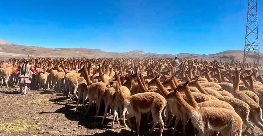 Serfor promueve el aprovechamiento sostenible de la vicuña en Chaccu Nacional de Vicuña Tolconi Arequipa Perú