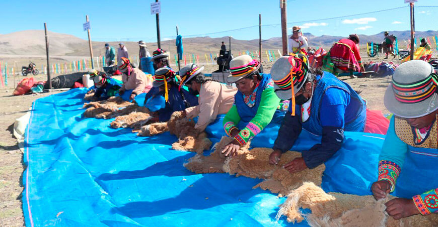 Serfor promueve el aprovechamiento sostenible de la vicuña en Chaccu Nacional de Vicuña Tolconi esquila vicuñas Arequipa Perú