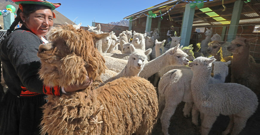 cobertizos alpacas Puno Perú Agro Rural