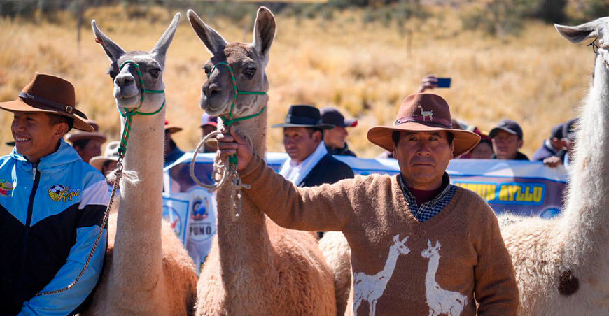 criador de llamas Puno Perú