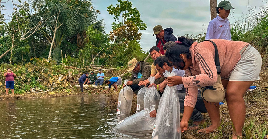 IIAP transfiere 5000 alevines de mota punteada a piscicultores de Madre de Dios para validar su cultivo