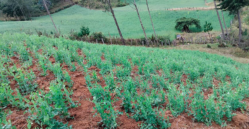 Productores de Huarmaca incrementan la productividad del cultivo de arveja Piura Perú