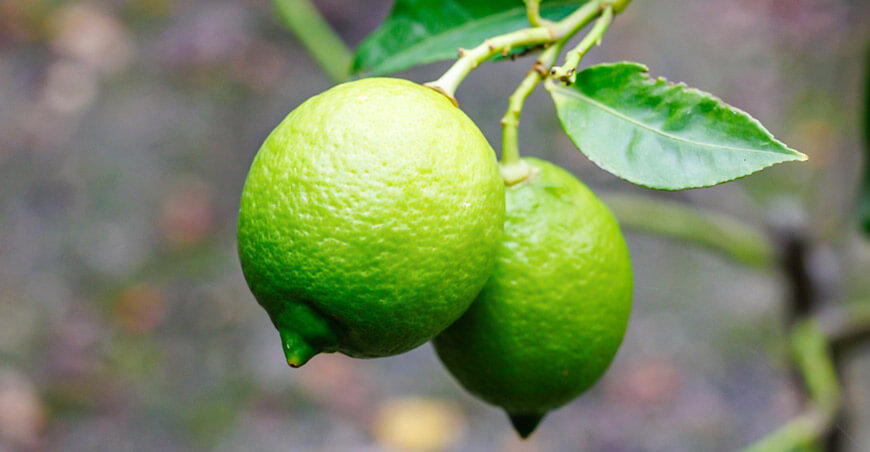 cultivo de limón Tumbes