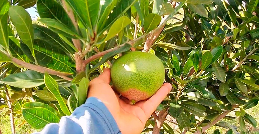 Devida impulsará cultivo de lúcuma en beneficio de familias de Urpay Toccate Ayacucho Perú