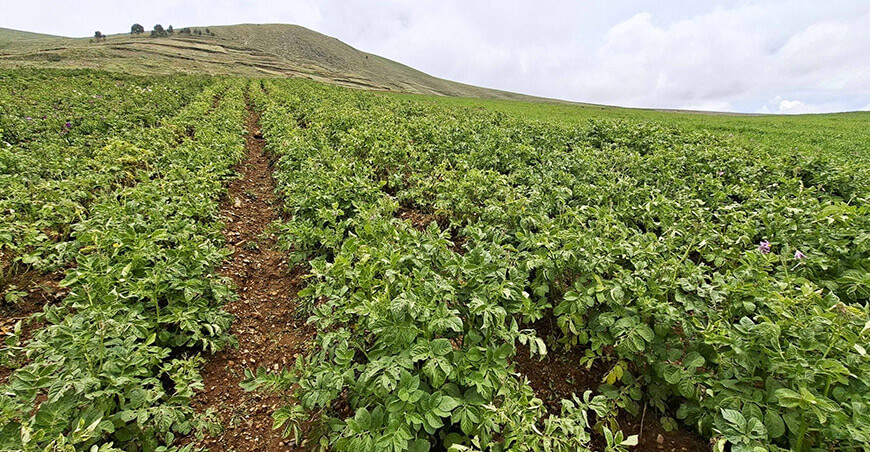 Productor, revisa el pronóstico de riesgo agroclimático para el cultivo de papa