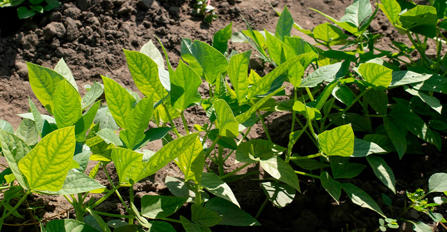 programa de seguimiento del fenómeno de El Niño cultivos agrarios Perú