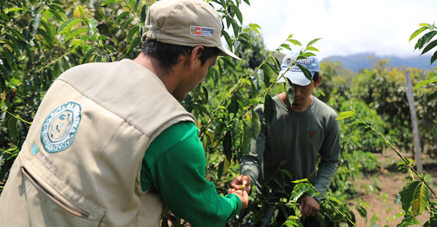 Devida asistencia y asociatividad productores de café Vraem Perú