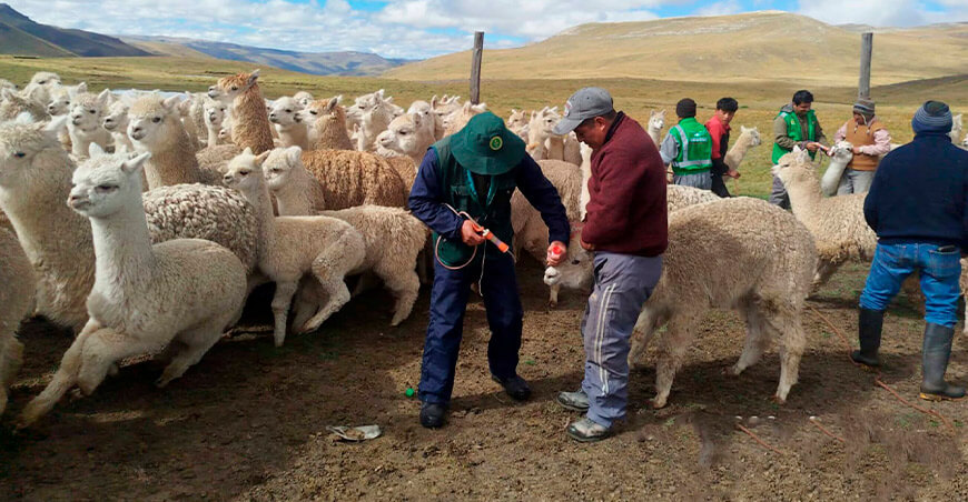 Realizan campaña sanitaria y dosificación de ovinos y camélidos en Tincocancha alpacas Junín Perú